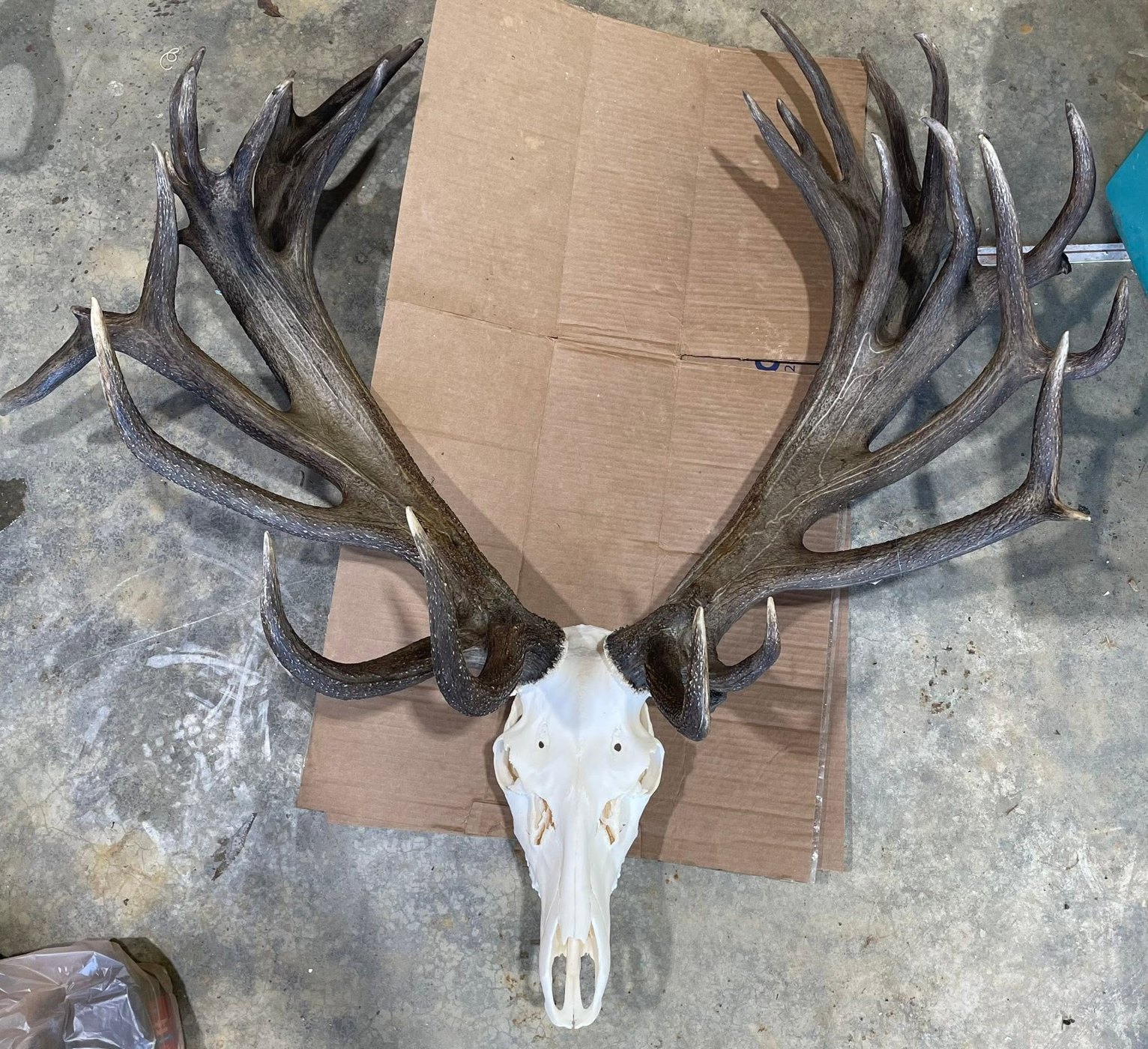 Finished European skull mount