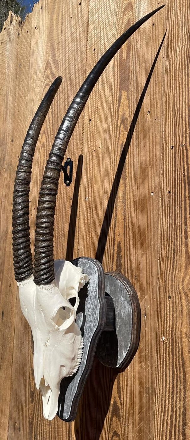European Skull Mounts