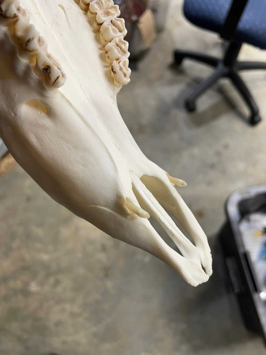 Skull Preparation and Cleaning