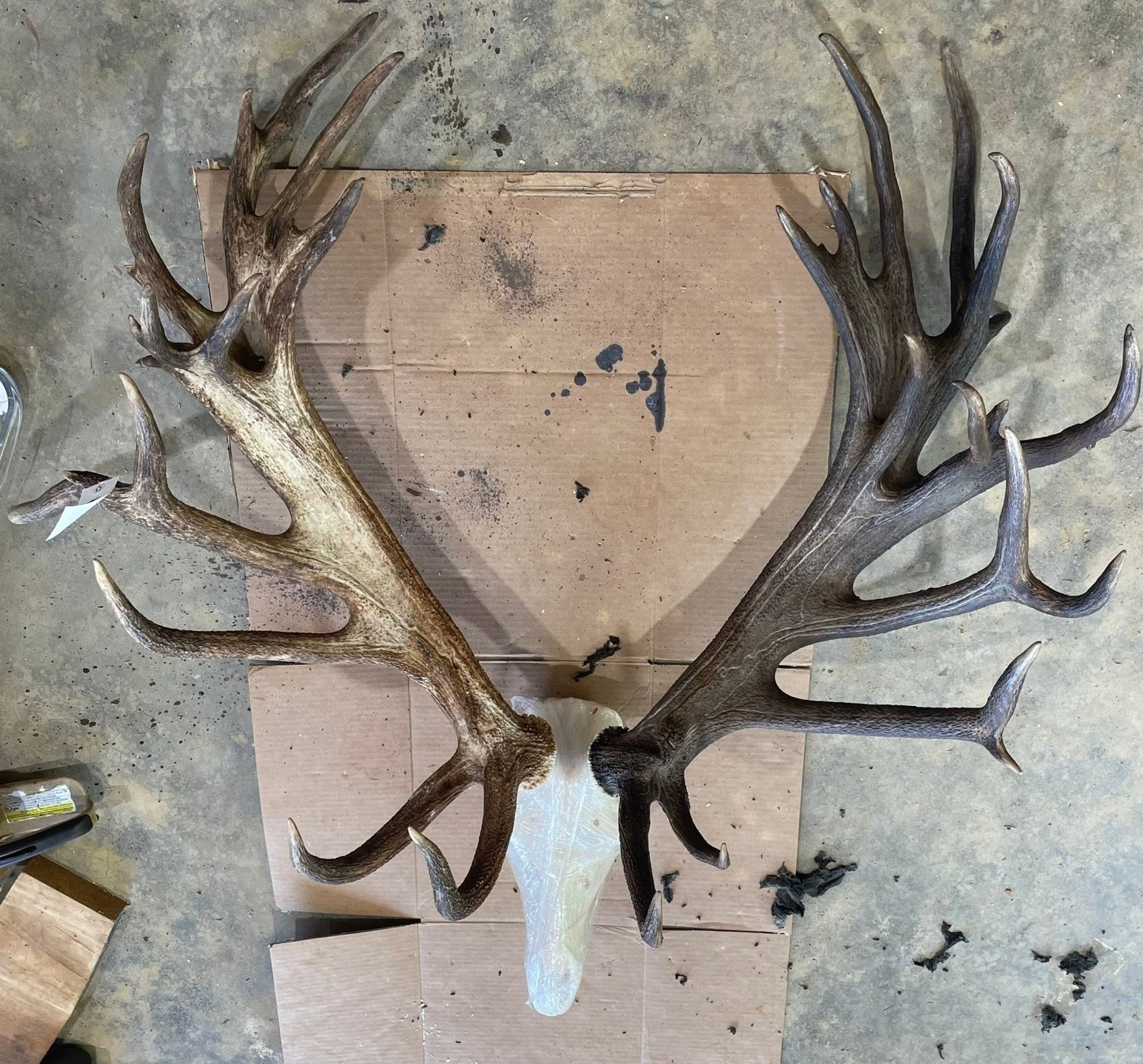Large Antler Trophies