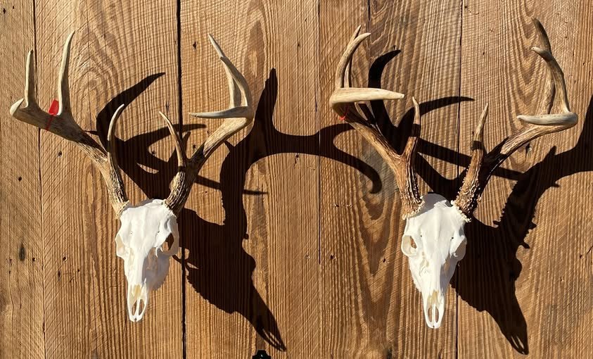 Kuz-Bone Skull Works European mount 3