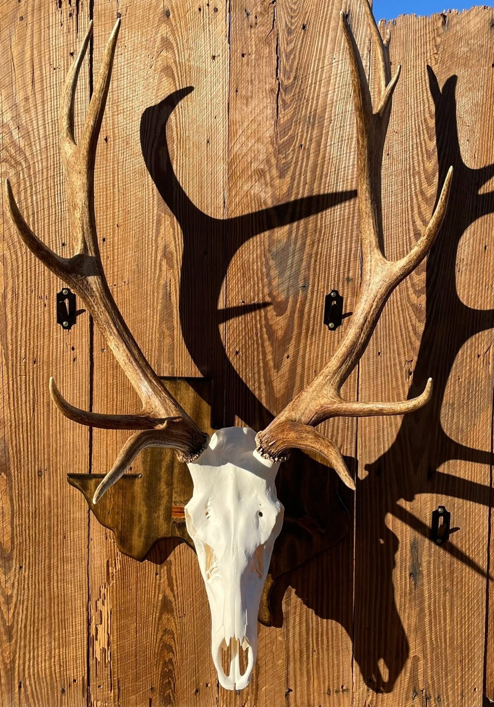 Kuz-Bone Skull Works European mount 4