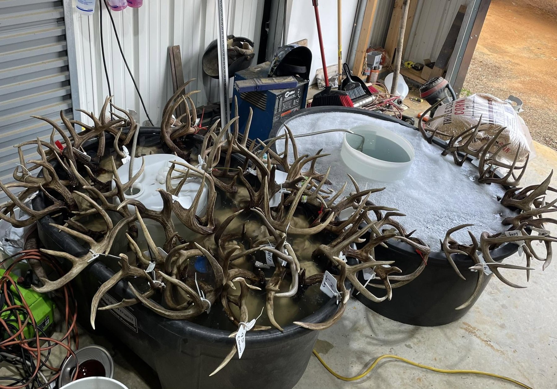 Kuz-Bone Skull Works European mount 7