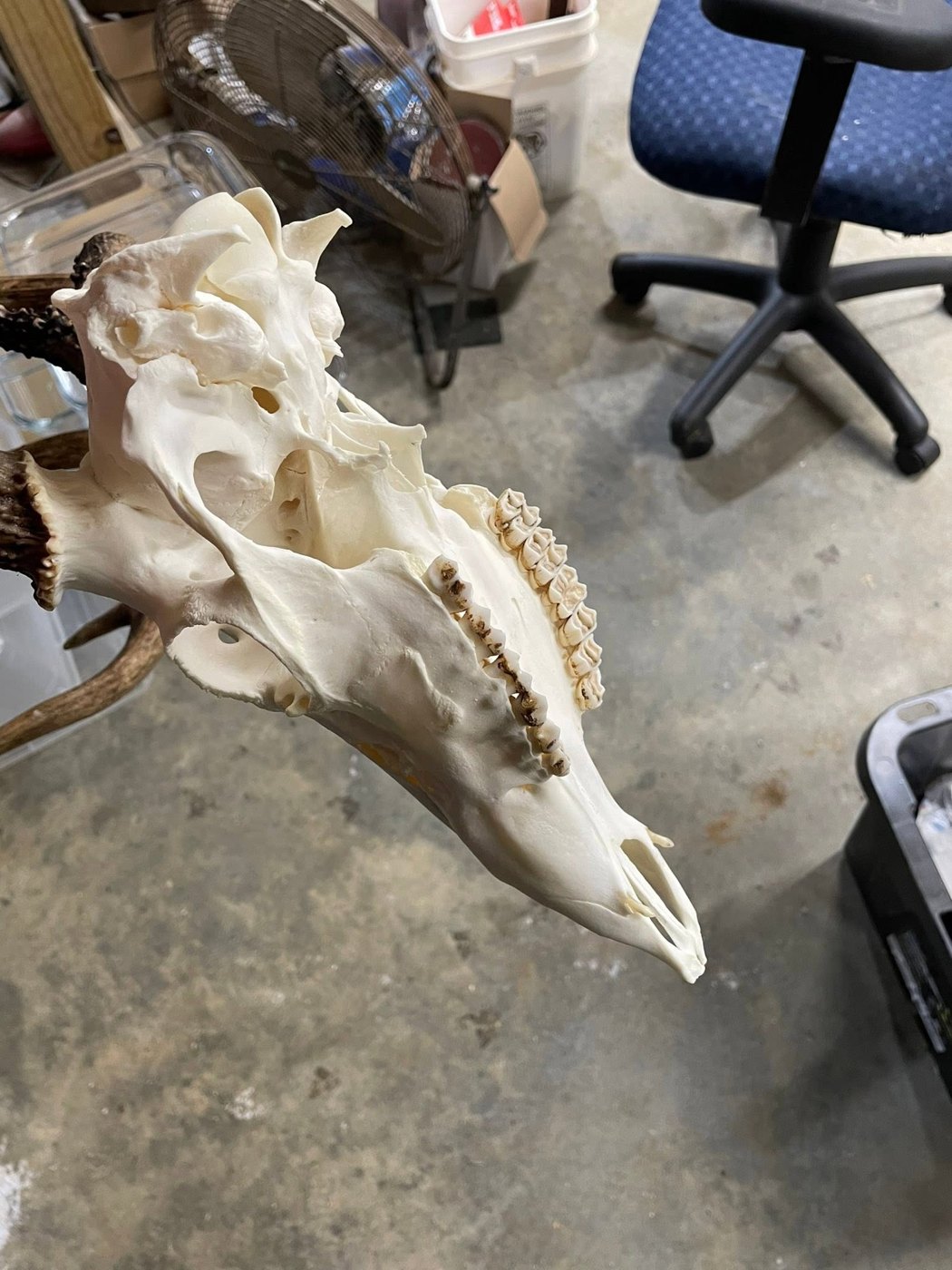 Kuz-Bone Skull Works European mount 9