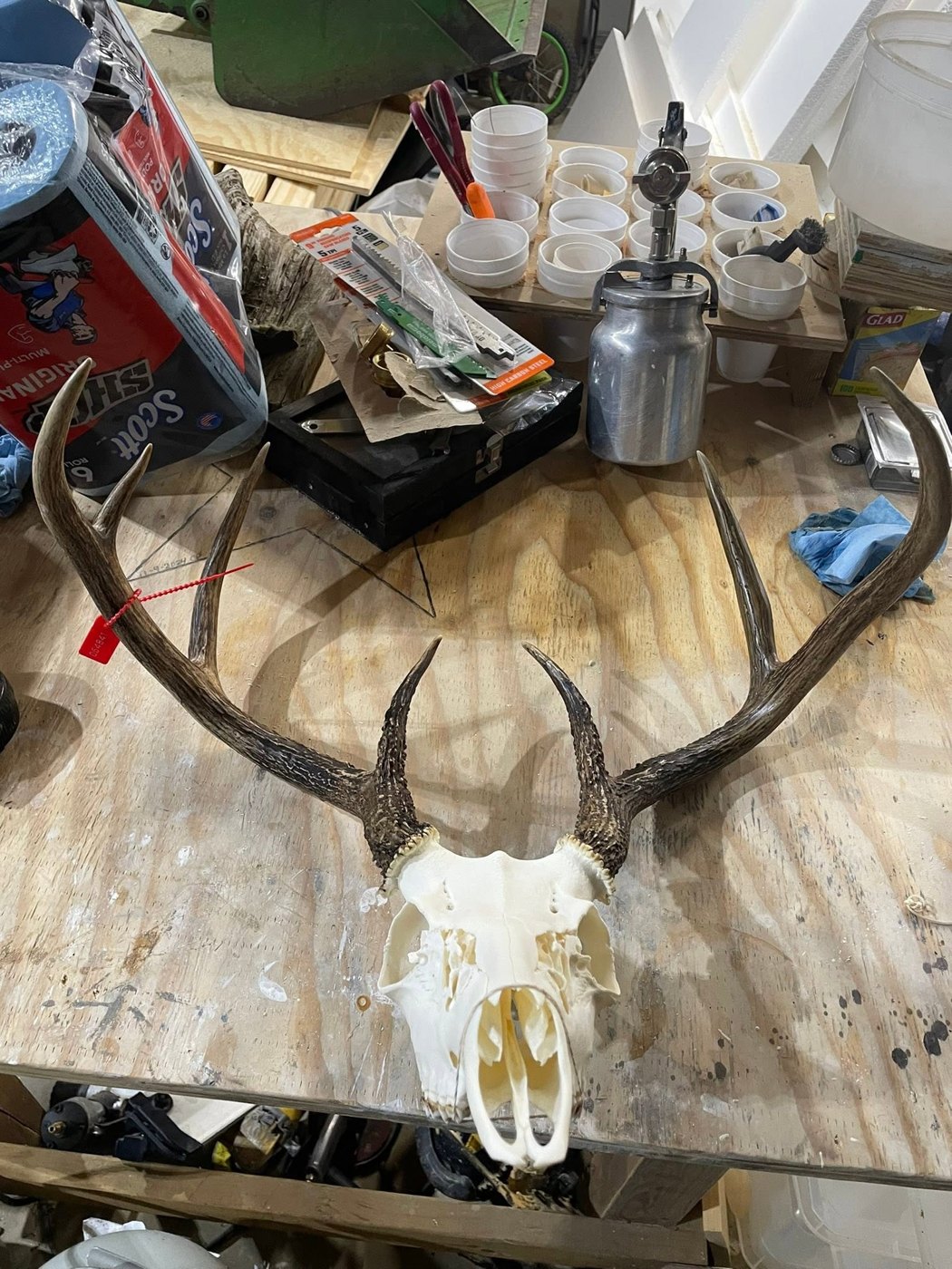 Kuz-Bone Skull Works European mount 11