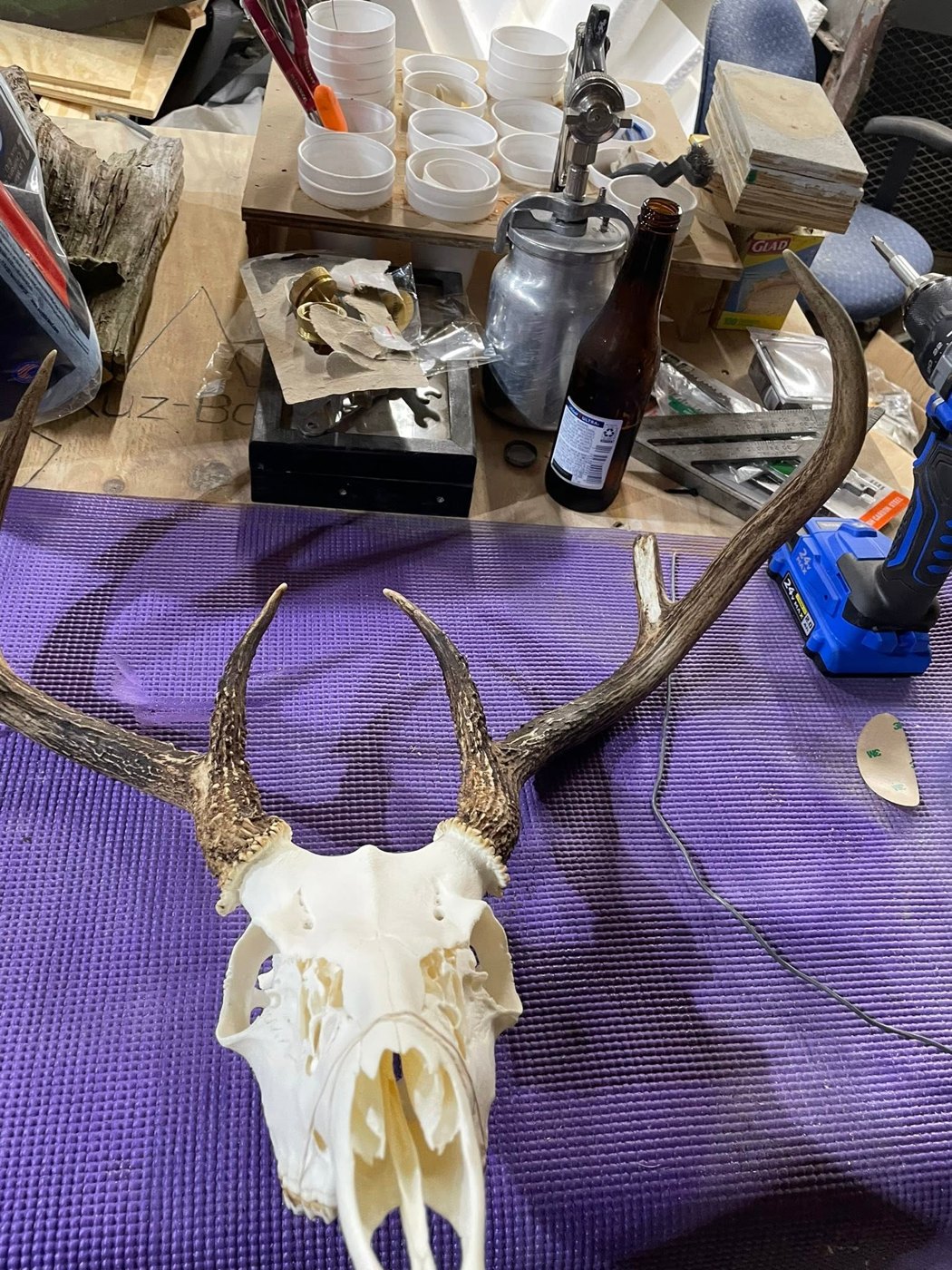 Kuz-Bone Skull Works European mount 12